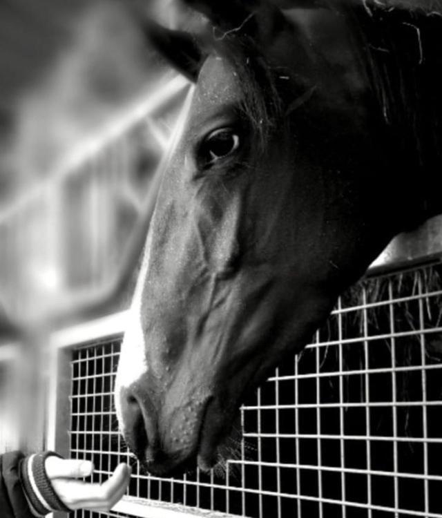 Saint-Michel-de-Livet B&B Haras De La Cour Fleury المظهر الخارجي الصورة