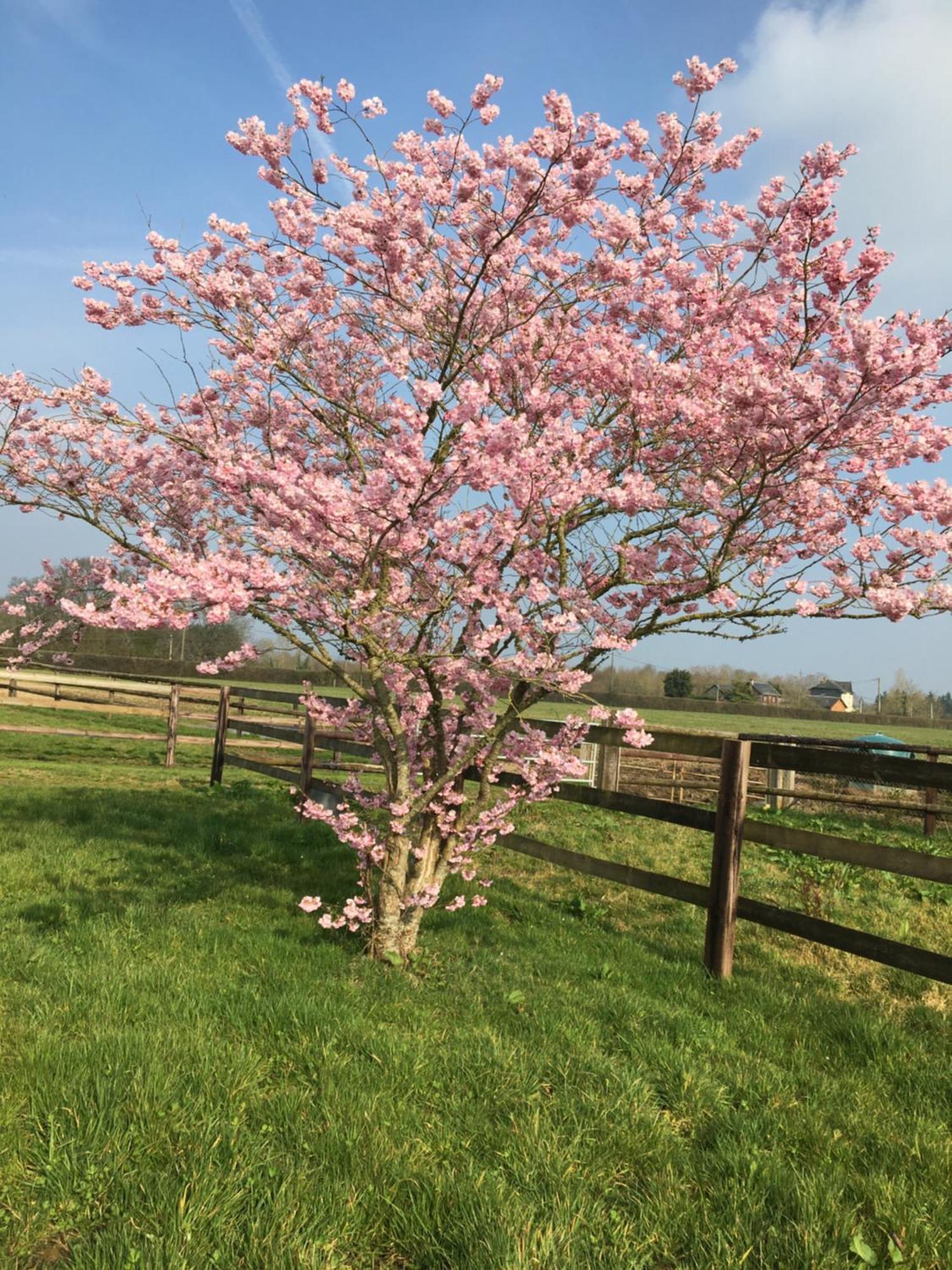 Saint-Michel-de-Livet B&B Haras De La Cour Fleury المظهر الخارجي الصورة